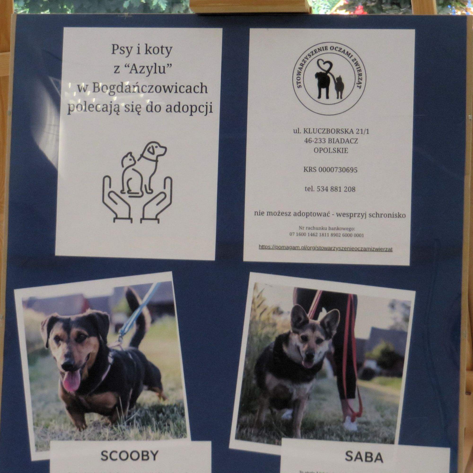 Psy z Azylu w Bogdańczowicach Psy z Azylu w Bogdańczowicach